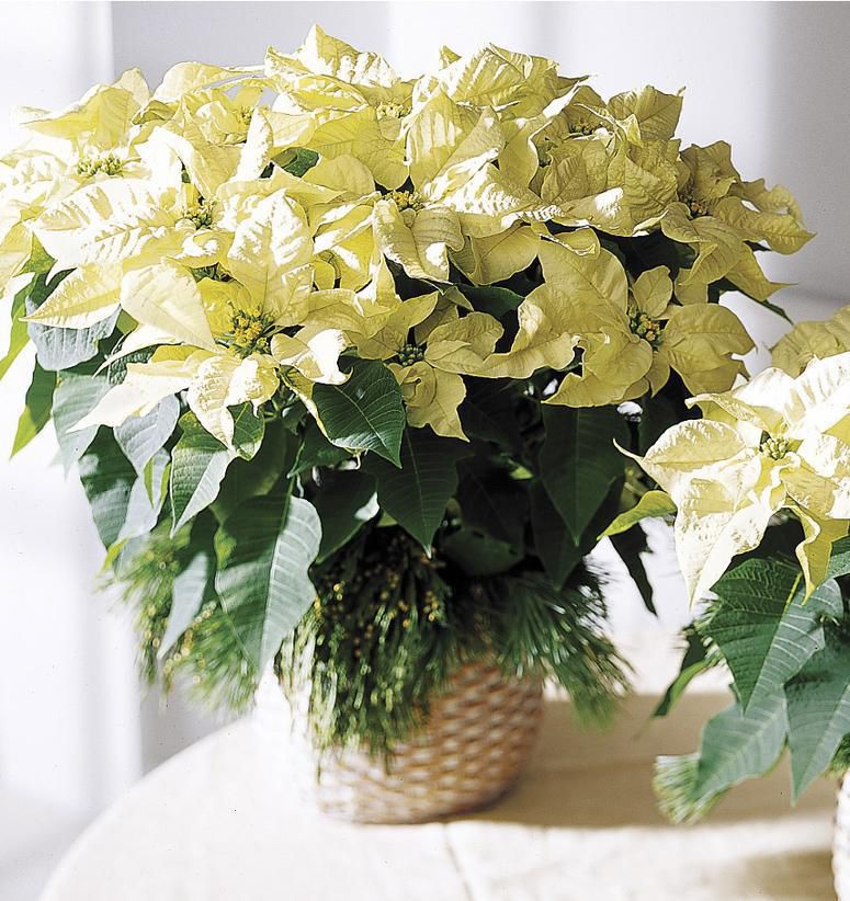 Christmas White Poinsettia - Deliver a festive gift for the Holidays!