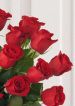 Find Your Rose Colors