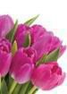 Fresh Holland Tulips, Deliver Today