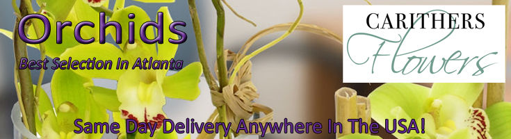 Exotic Orchid Plants