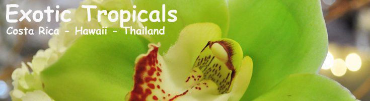 Exotic Fresh Flowers