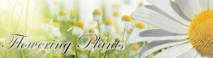 Flowering Plants - Blooming Plant Gardens