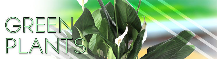 Florists Quality Green Plants