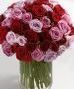 Award-winning Roses