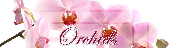 Exotic Orchids