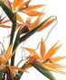 Shop Flower Variety