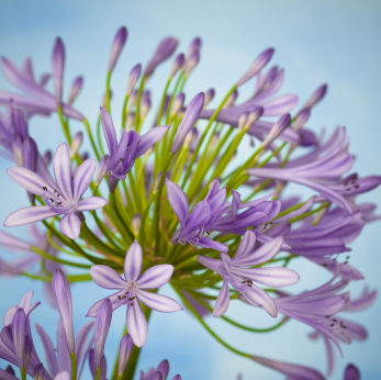 Funeral Lily Flower