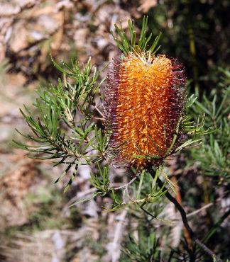 montana flowers wedding native plant