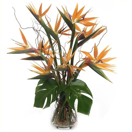 bird of paradise bird of paradise flower bird of paradise flowers