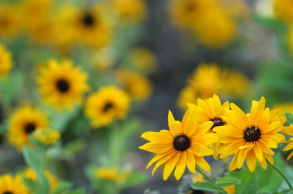One Eyed Susan