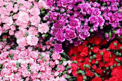 carnation carnations carnation flower
