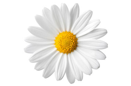 Daisy111080783941.jpg