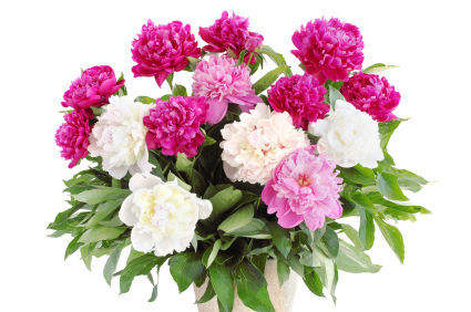 peony peony flower peony flowers