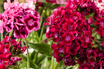 Flower Delivery Worldwide on Sweet William Flower  Sweet William Flowers  Sweet William Flower S