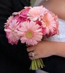 Pink Gerbera Daisies