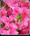 Azalea