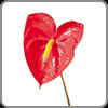 Anthurium