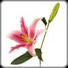 Lily, Oriental