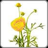 Ranunculus