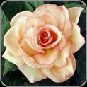 Pale Pink Rose