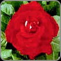 Red Rose