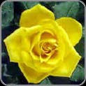 Yellow Rose