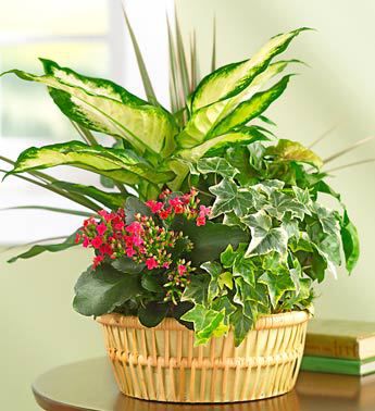 Westerville Plants and Garden Gifts