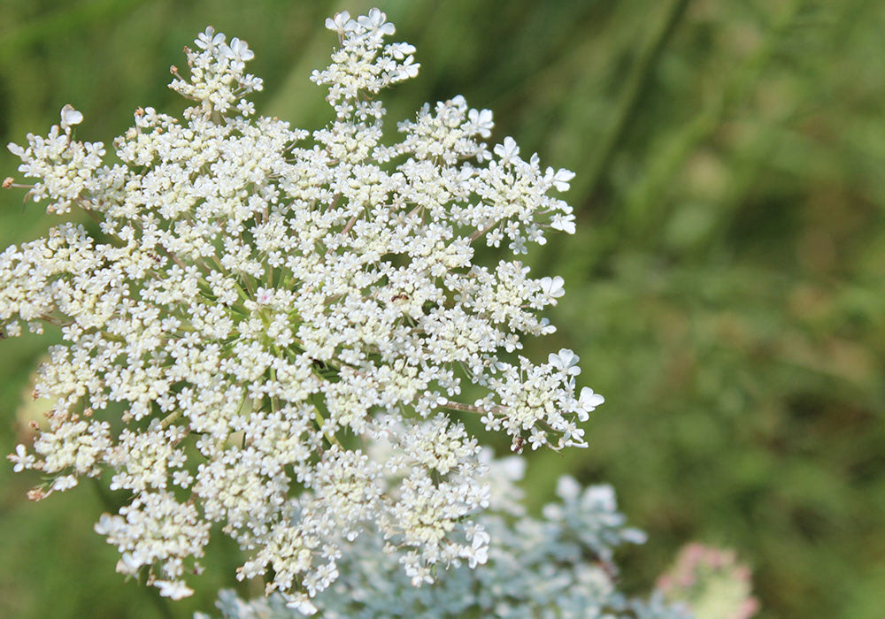 The white, flowery blossom of Queen Anne's Lace