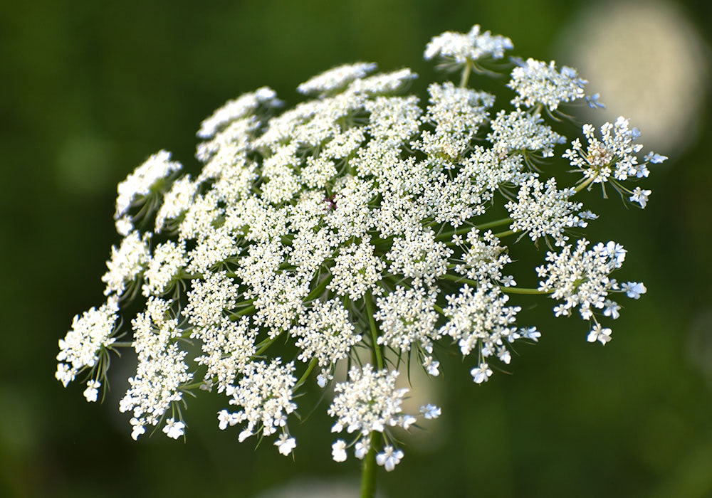 A fully mature bloom of Queen Anne's Lace