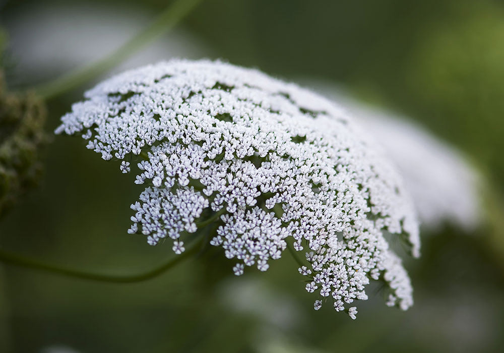 A rounded forest of Queen Anne's Lace flowers