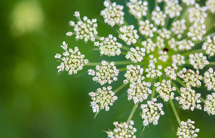 A sprig of Queen Anne's Lace, with soft focus, in a field of green