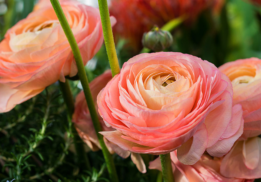 A pair of mature, peach-colored ranunculus in the wild