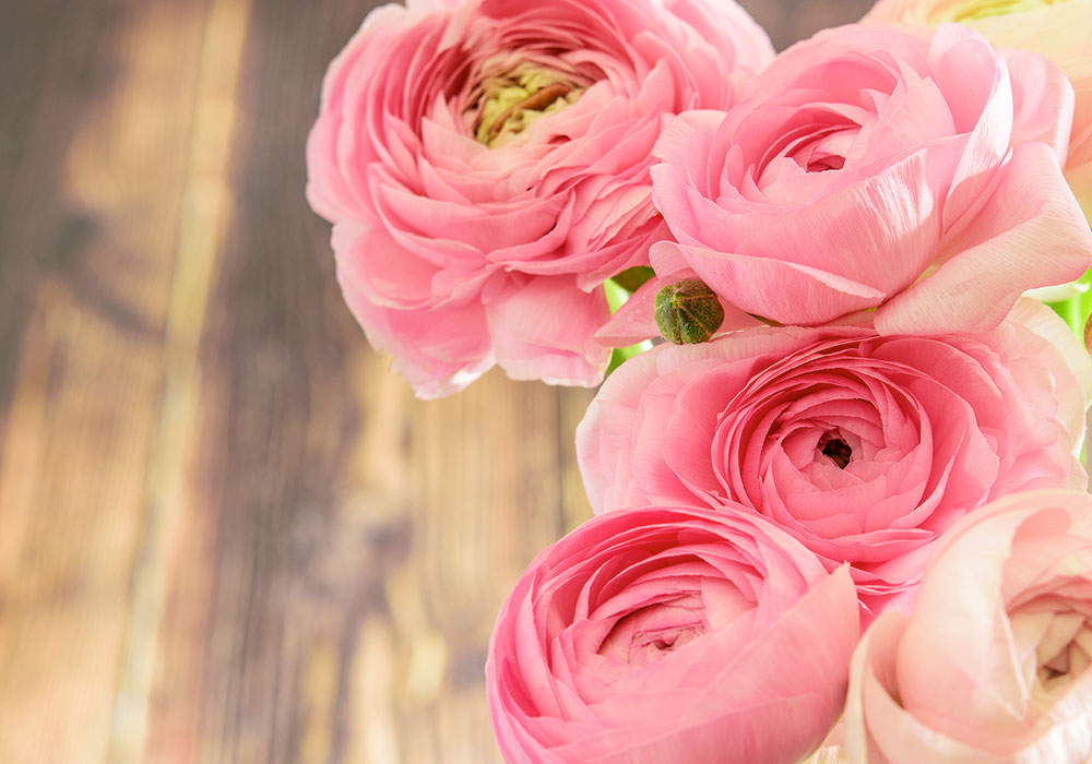 Five distinct ranunculus blossoms overlapping one another
