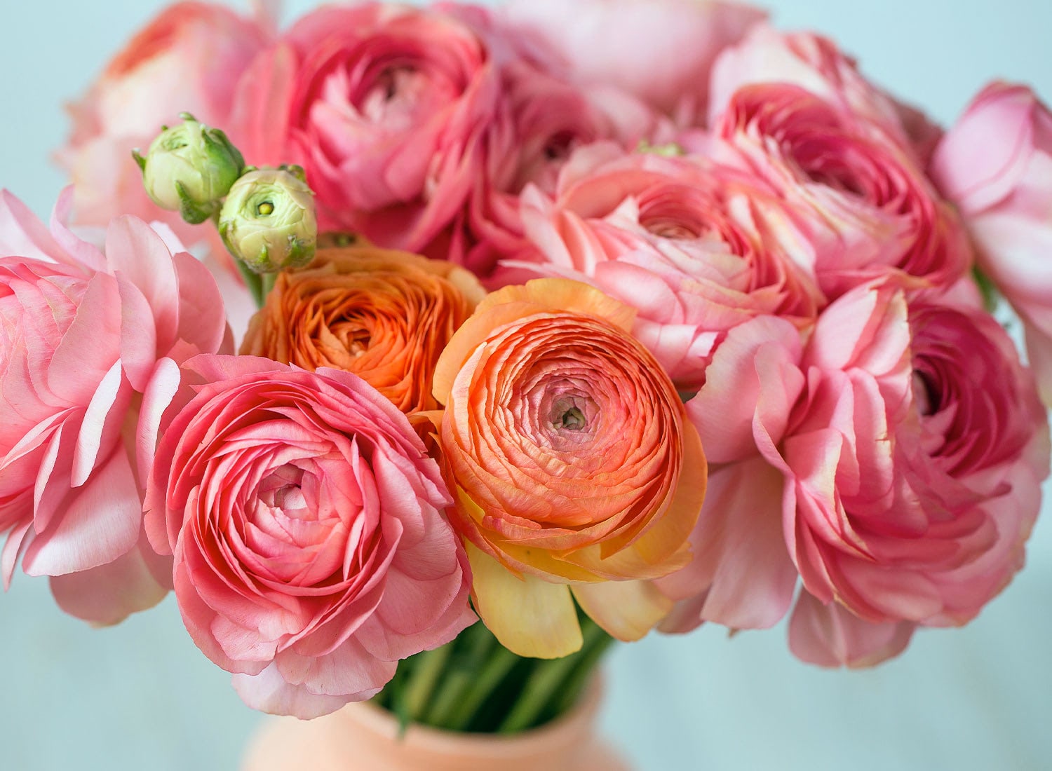 Soft pink and peach ranunculus flowers arranged in spring bouquet