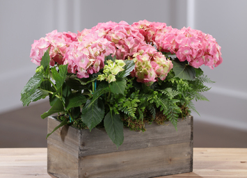 Mother's Day | Plants & Orchids