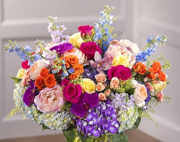 Vibrant Collection