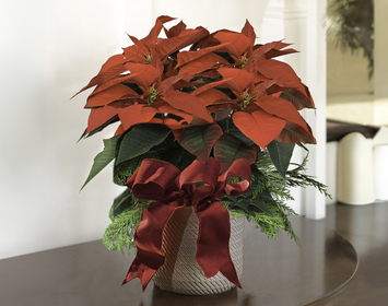 Christmas Poinsettias & Plants