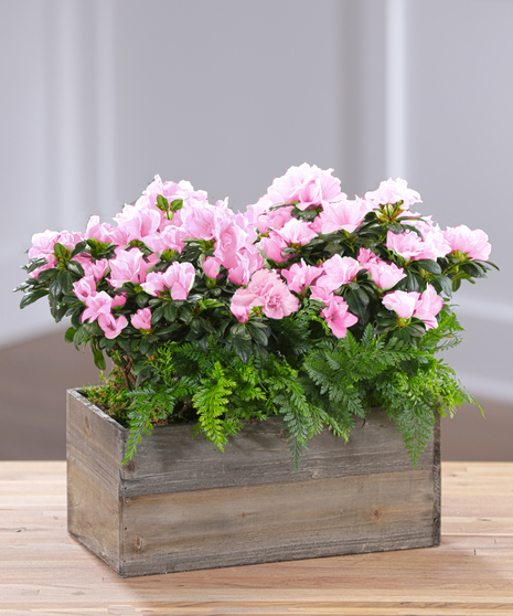 Pink Flowering Azalea Garden