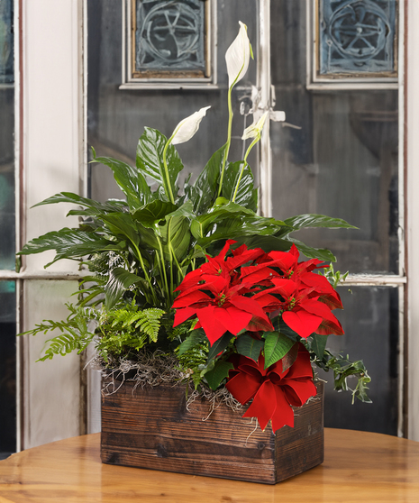 Christmas Poinsettia Garden Planter - Red
