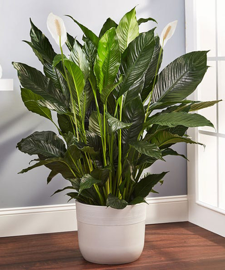 Flowering Spathiphyllum Plant