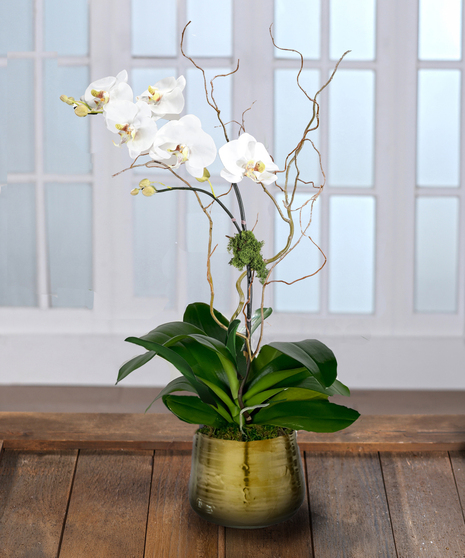 White Phalaenopsis Orchid - Decor Container
