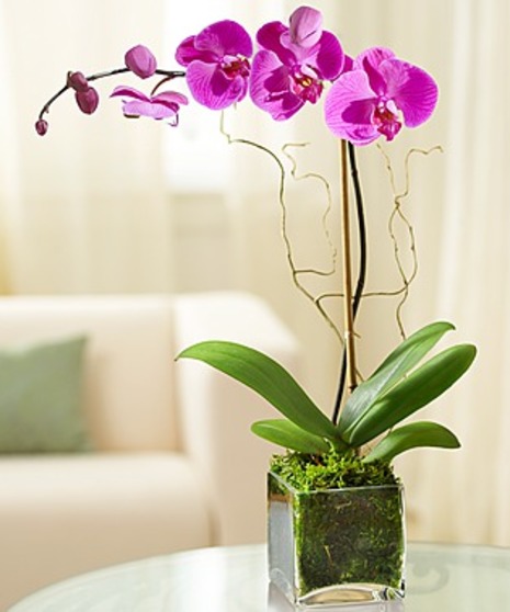 Orchid Plant Delivery in Atlanta GA, Carithers Flowers