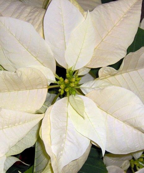 Christmas Poinsettias, Holiday Gifts, Florist Atlanta Delivery