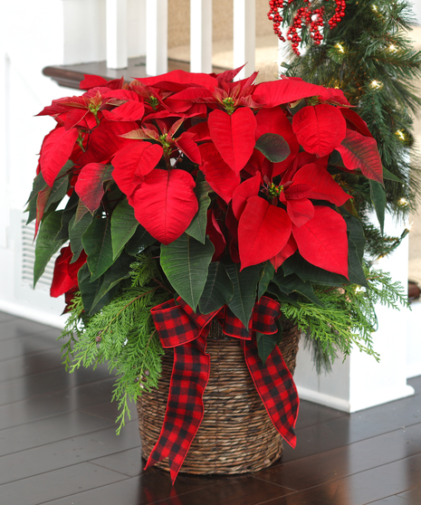 Premium Red Flowering Poinsettia