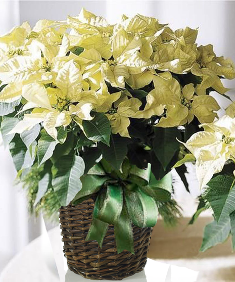 Premium Winter White Poinsettia