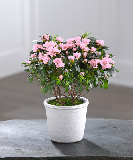Pink Azalea in Decor Container