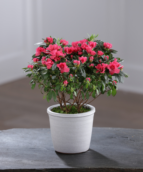 Red Azalea in Decor Container