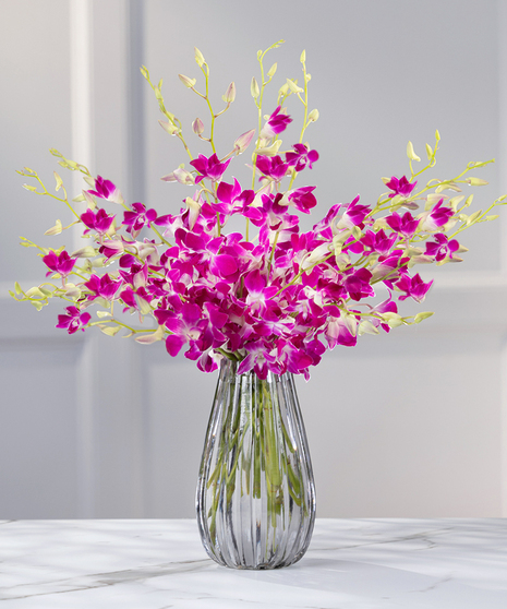 Tropical Dendrobium Orchids - Color: Exotic Purple