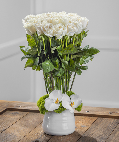 White Contemporary Rose Garden 