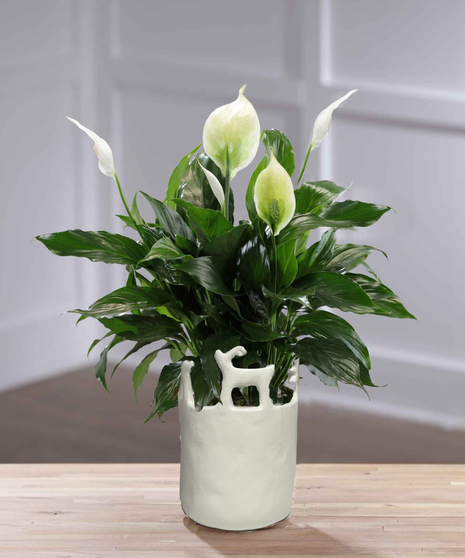 Tabletop Peace Lily in Reindeer Planter